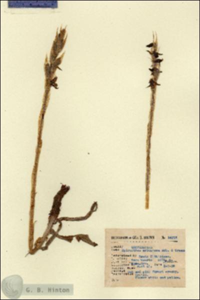 URN_catalog_HBHinton_herbarium_14218.jpg.jpg