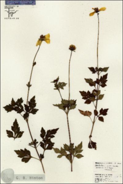 URN_catalog_HBHinton_herbarium_26342.jpg.jpg