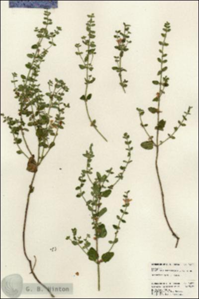 URN_catalog_HBHinton_herbarium_24220.jpg.jpg