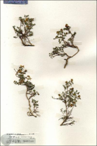 URN_catalog_HBHinton_herbarium_19705.jpg.jpg