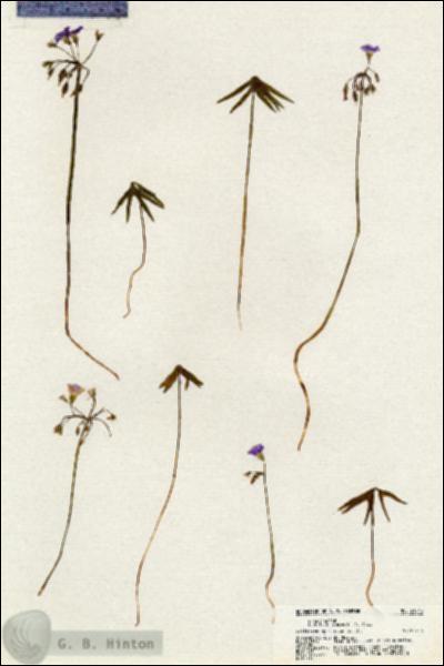 URN_catalog_HBHinton_herbarium_21049.jpg.jpg