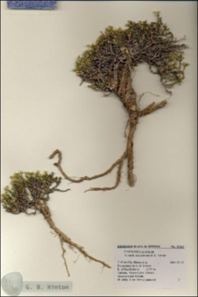 URN_catalog_HBHinton_herbarium_28262.jpg.jpg