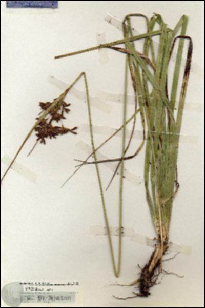 URN_catalog_HBHinton_herbarium_19231.jpg.jpg