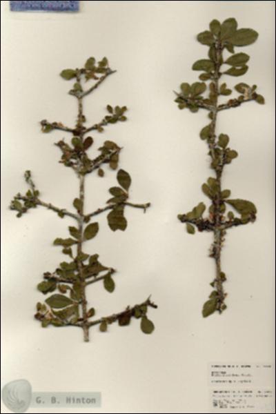 URN_catalog_HBHinton_herbarium_24634.jpg.jpg