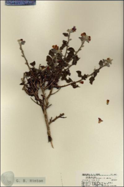 URN_catalog_HBHinton_herbarium_22565.jpg.jpg
