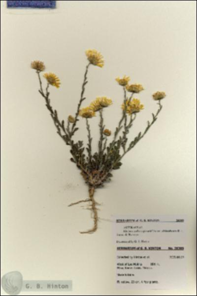 URN_catalog_HBHinton_herbarium_28389.jpg.jpg