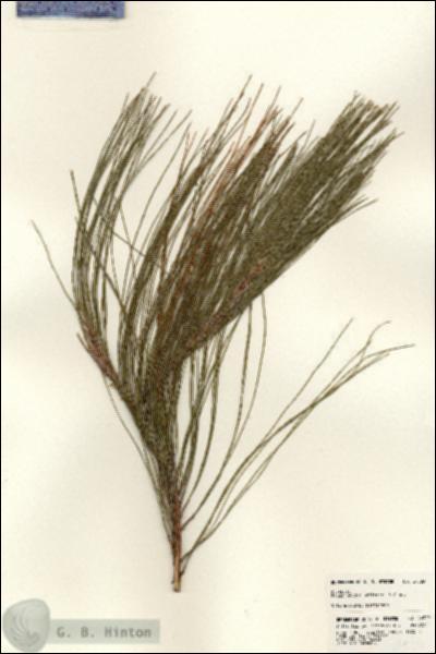 URN_catalog_HBHinton_herbarium_24529.jpg.jpg