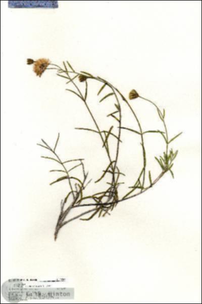 URN_catalog_HBHinton_herbarium_20767.jpg.jpg