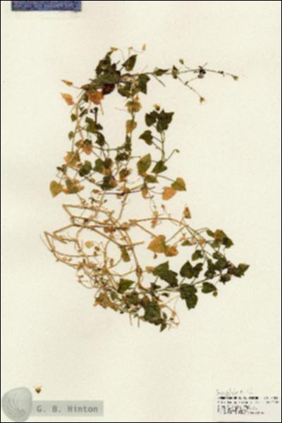 URN_catalog_HBHinton_herbarium_24015.jpg.jpg