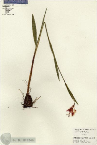URN_catalog_HBHinton_herbarium_26568.jpg.jpg