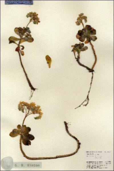 URN_catalog_HBHinton_herbarium_22596.jpg.jpg