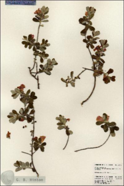 URN_catalog_HBHinton_herbarium_23616.jpg.jpg