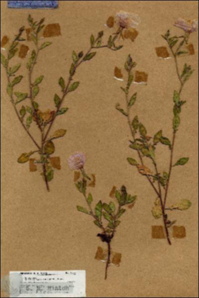 URN_catalog_HBHinton_herbarium_18733.jpg.jpg