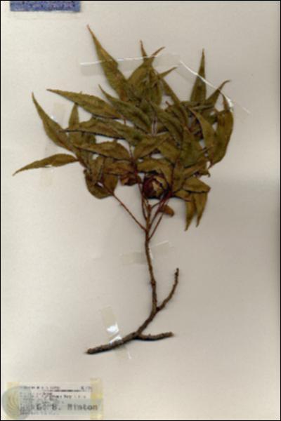 URN_catalog_HBHinton_herbarium_19241.jpg.jpg