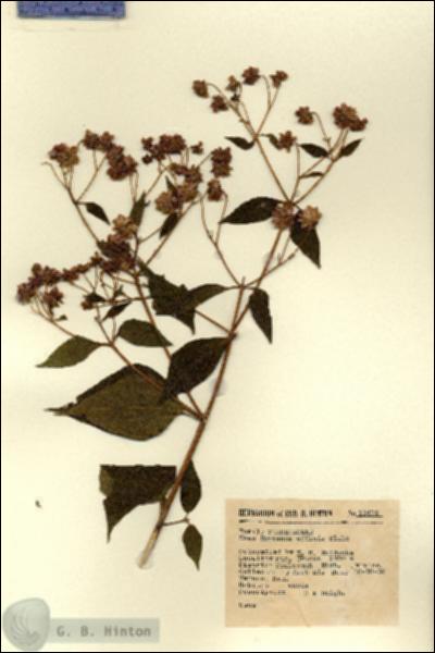 URN_catalog_HBHinton_herbarium_12473.jpg.jpg