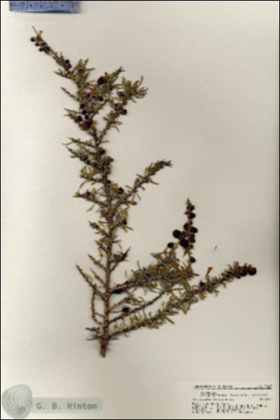 URN_catalog_HBHinton_herbarium_20643.jpg.jpg