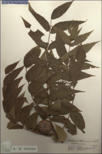 URN_catalog_HBHinton_herbarium_22167.jpg.jpg