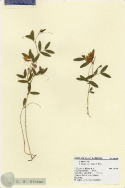 URN_catalog_HBHinton_herbarium_18248.jpg.jpg