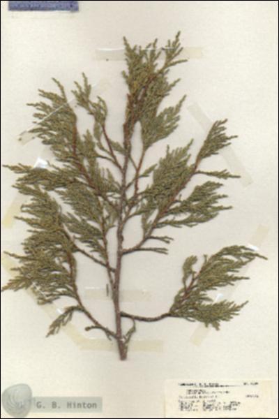 URN_catalog_HBHinton_herbarium_19899.jpg.jpg