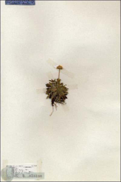 URN_catalog_HBHinton_herbarium_18654.jpg.jpg