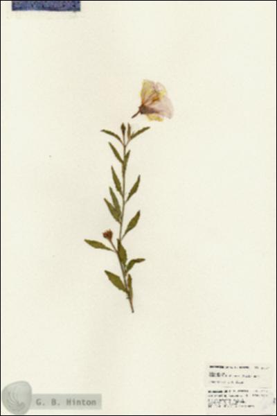 URN_catalog_HBHinton_herbarium_24717.jpg.jpg