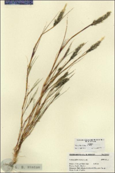 URN_catalog_HBHinton_herbarium_27473.jpg.jpg