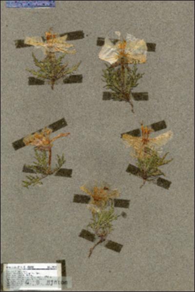 URN_catalog_HBHinton_herbarium_19590.jpg.jpg