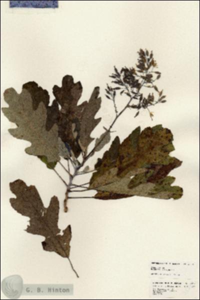 URN_catalog_HBHinton_herbarium_25212.jpg.jpg
