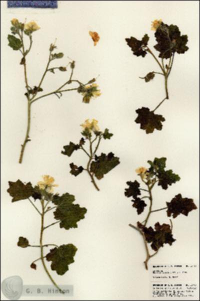 URN_catalog_HBHinton_herbarium_23103.jpg.jpg