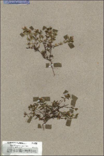 URN_catalog_HBHinton_herbarium_19810.jpg.jpg