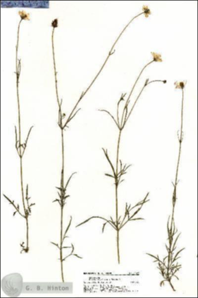 URN_catalog_HBHinton_herbarium_20483.jpg.jpg