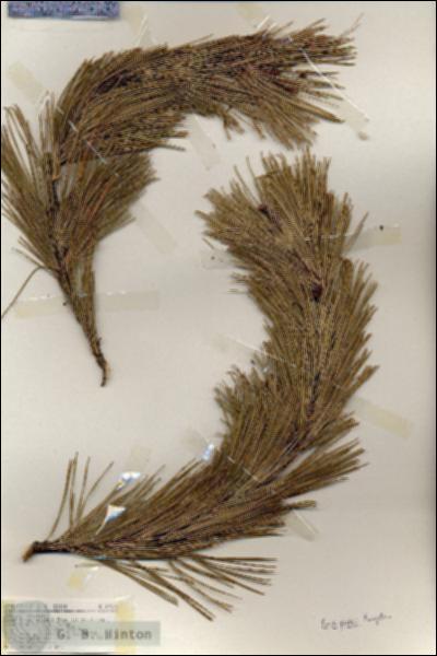 URN_catalog_HBHinton_herbarium_19108.jpg.jpg