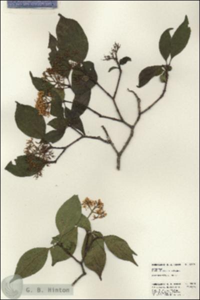 URN_catalog_HBHinton_herbarium_22928.jpg.jpg