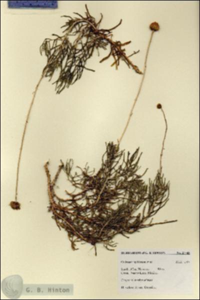 URN_catalog_HBHinton_herbarium_27745.jpg.jpg
