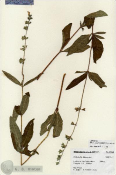 URN_catalog_HBHinton_herbarium_27234.jpg.jpg