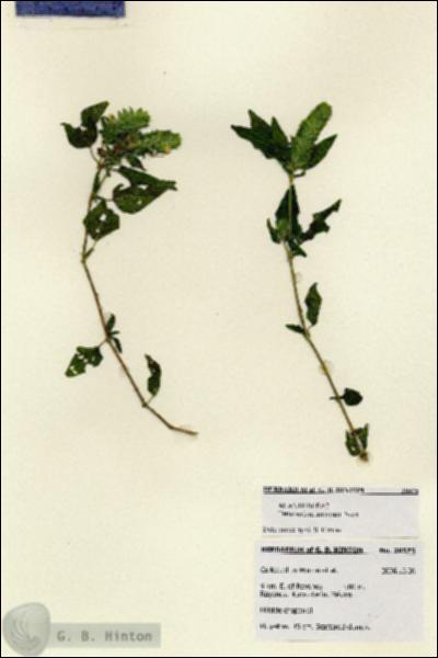 URN_catalog_HBHinton_herbarium_28575.jpg.jpg