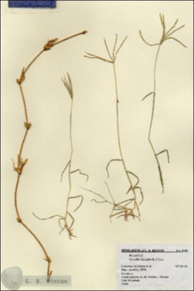 URN_catalog_HBHinton_herbarium_3745.jpg.jpg