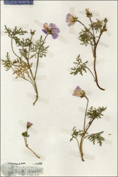 URN_catalog_HBHinton_herbarium_19872.jpg.jpg