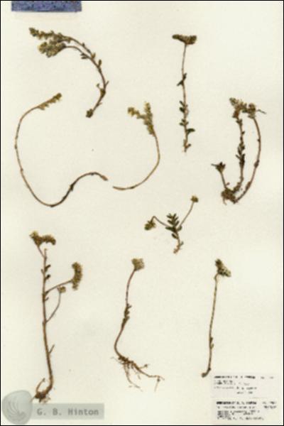 URN_catalog_HBHinton_herbarium_22525.jpg.jpg