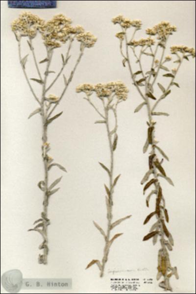URN_catalog_HBHinton_herbarium_20703.jpg.jpg