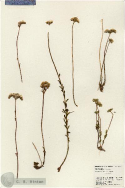 URN_catalog_HBHinton_herbarium_23630.jpg.jpg