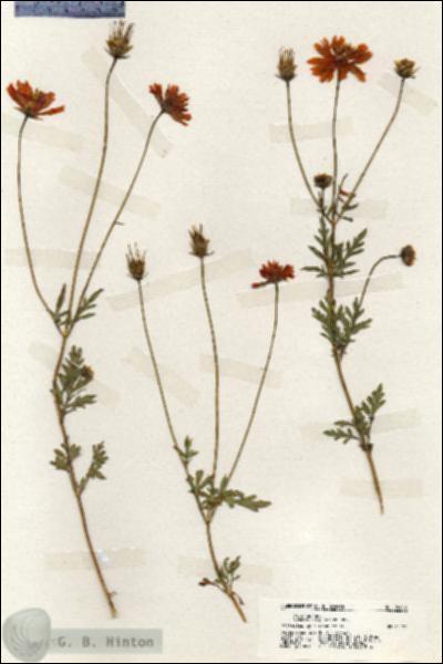 URN_catalog_HBHinton_herbarium_20065.jpg.jpg