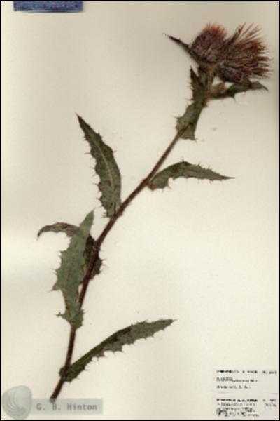 URN_catalog_HBHinton_herbarium_23832.jpg.jpg