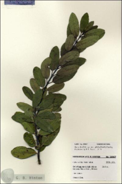 URN_catalog_HBHinton_herbarium_28067.jpg.jpg