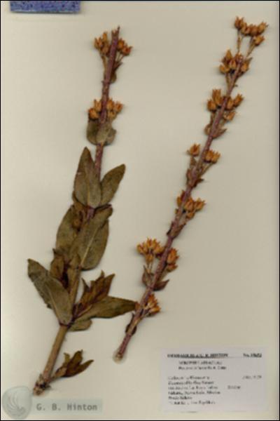 URN_catalog_HBHinton_herbarium_18653.jpg.jpg