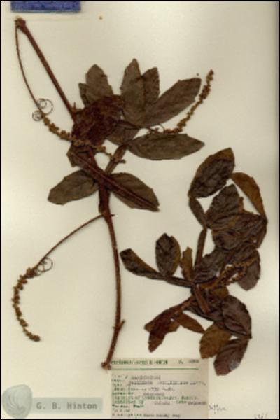 URN_catalog_HBHinton_herbarium_3366.jpg.jpg