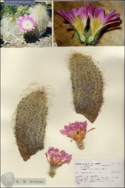 URN_catalog_HBHinton_herbarium_27144.jpg.jpg