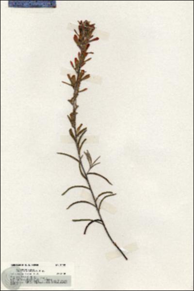 URN_catalog_HBHinton_herbarium_20089.jpg.jpg