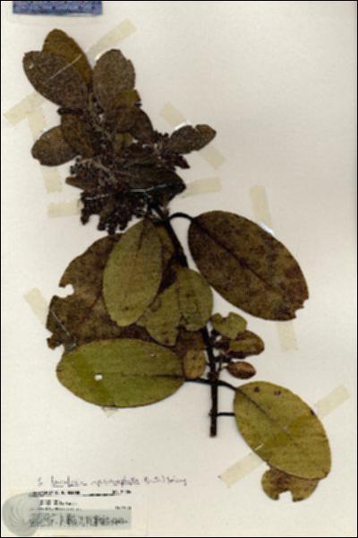 URN_catalog_HBHinton_herbarium_20204.jpg.jpg