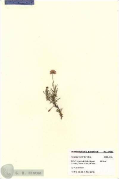 URN_catalog_HBHinton_herbarium_27882.jpg.jpg